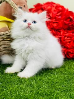 PURE PERSIAN TRIPLE COATED PUNCH FACE BLUE EYE KITTEBNS(cash on deli)