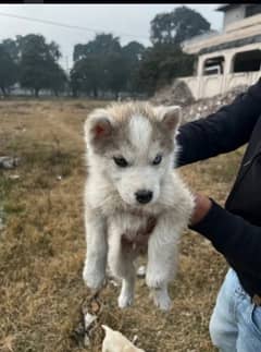 Siberian husky puppies for sale