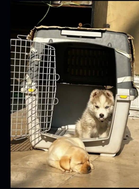 Siberian husky puppies for sale 3