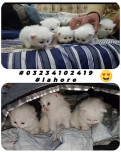 Persian Triple Coat Female Kittens For Sale Semi Punch Face