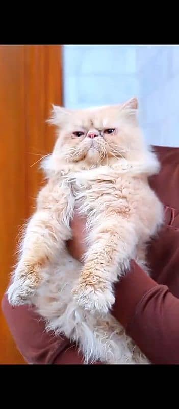 piki-Faced Male Persian Cat Available for Stud Service  high quality 1