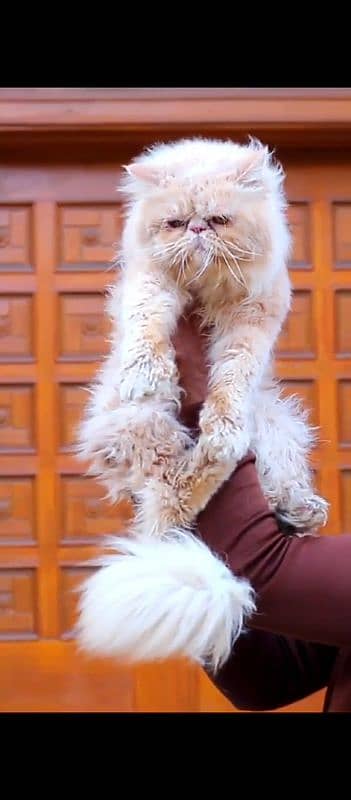 piki-Faced Male Persian Cat Available for Stud Service  high quality 2