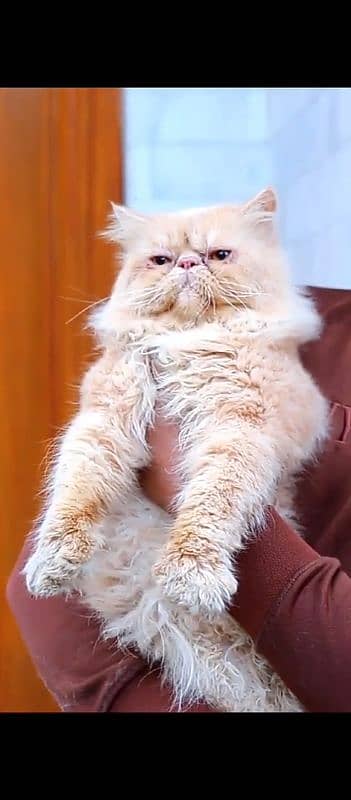 piki-Faced Male Persian Cat Available for Stud Service  high quality 3