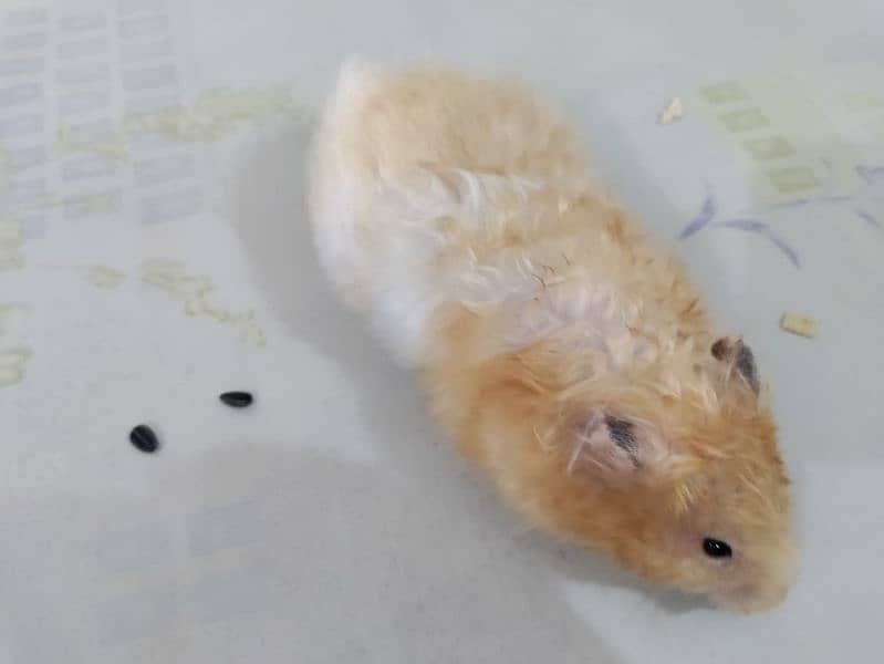 hamster for sell 3