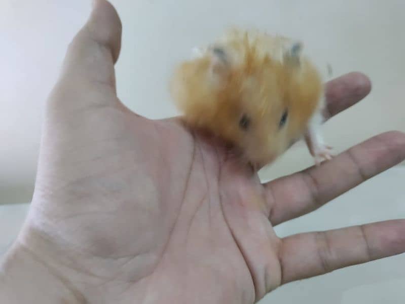 hamster for sell 7