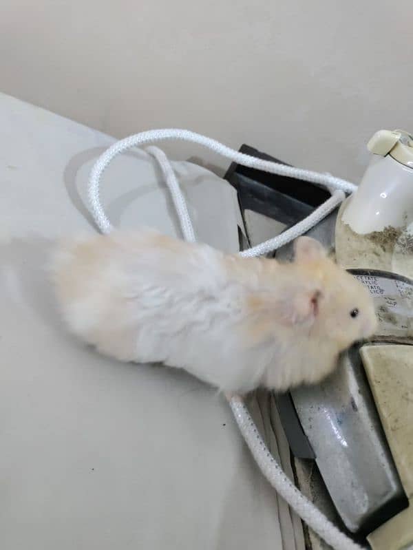 hamster for sell 8