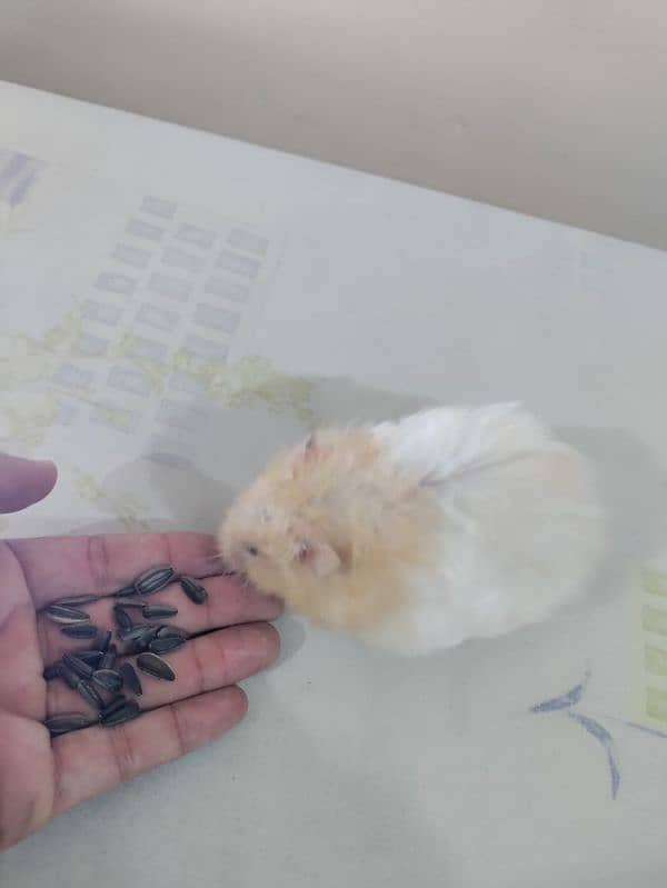 hamster for sell 11