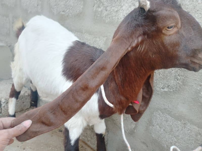 mashallah active bakri hay 1