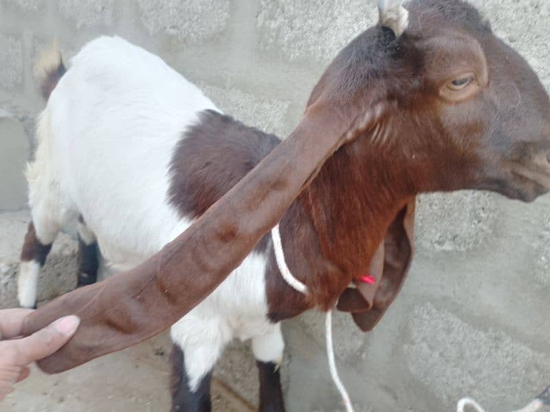 mashallah active bakri hay 4