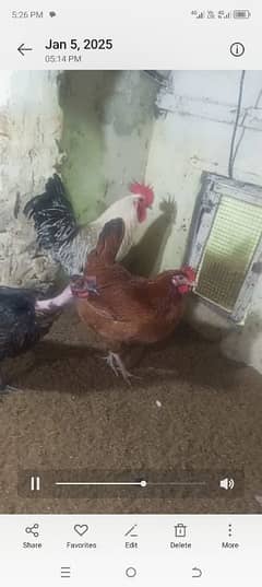 1 murgha 3 hens