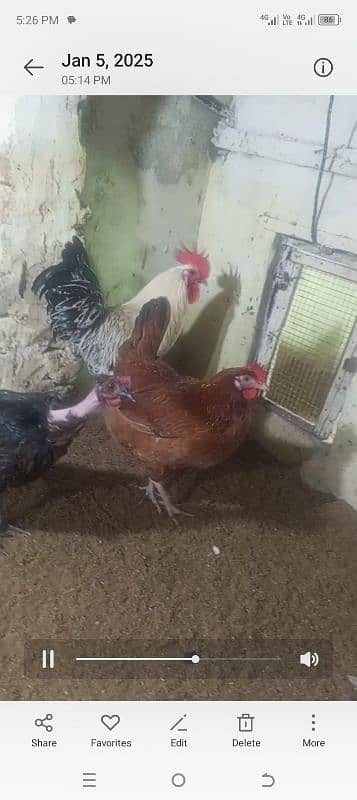 1 murgha 3 hens 0