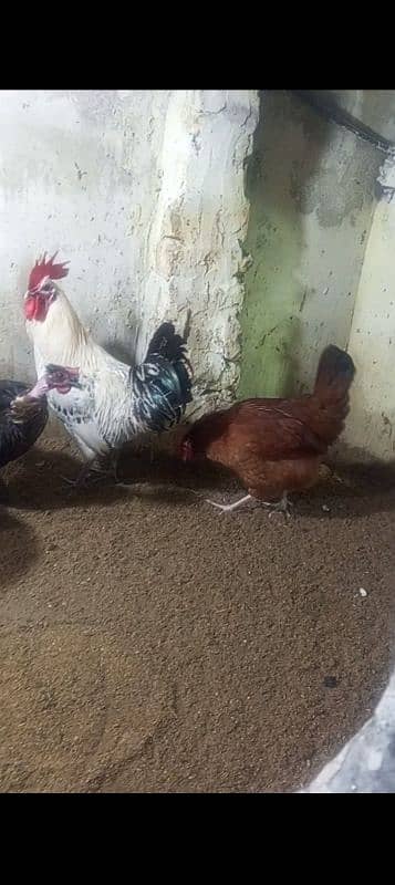 1 murgha 3 hens 2