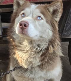 siberian husky