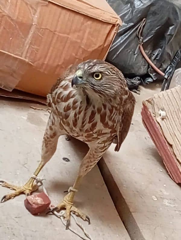 i m selling my pet shikra healthy and active 6