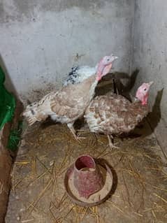 Buff brown Turkey birds for sale