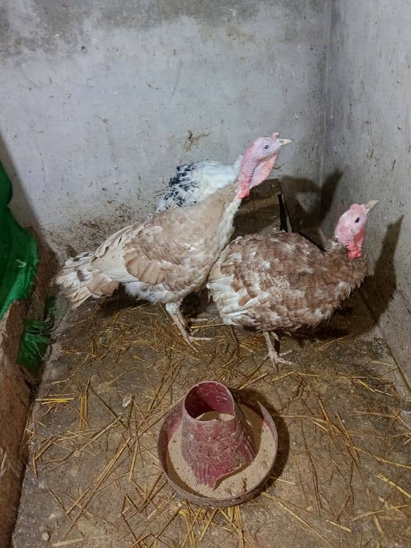 Buff brown Turkey birds for sale 0