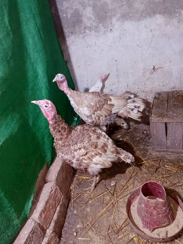 Buff brown Turkey birds for sale 2