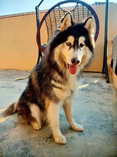 Siberian Husky Dog