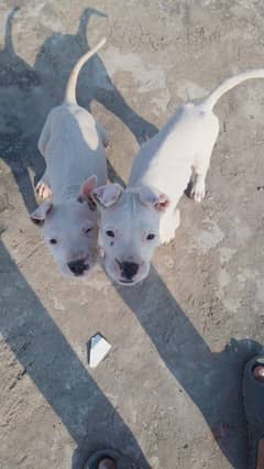 Guiltar puppy's for sale very healthy and active