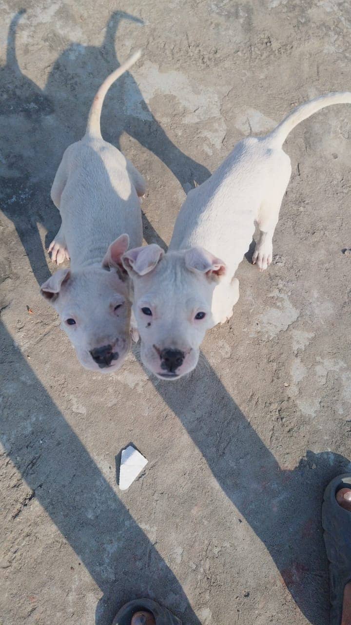 Guiltar puppy's for sale very healt and active what's app (052 6035133 0