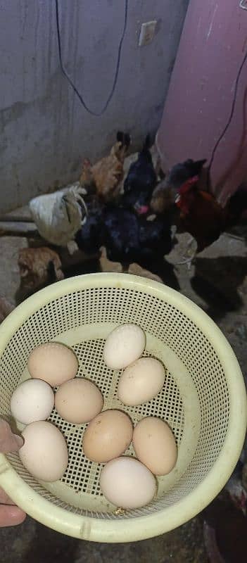 Desi Hens for sale 1