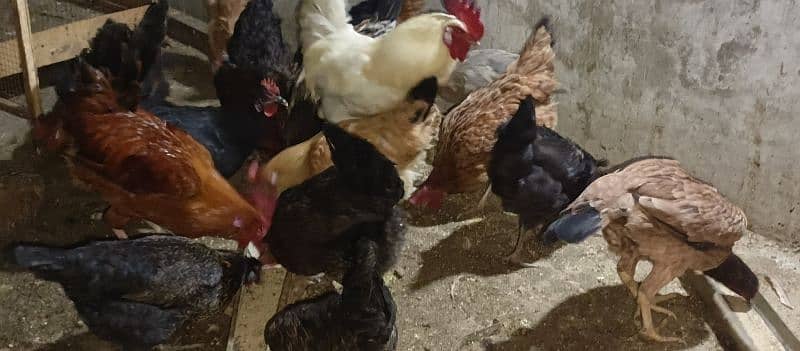 Desi Hens for sale 2