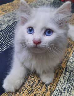 3.5 Month Old Blue Eyed Persian Kitten for Sale