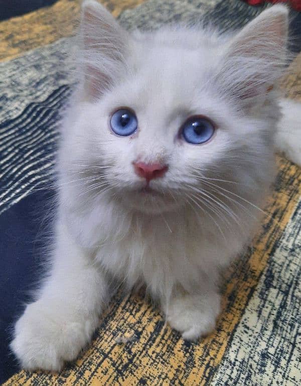 3.5 Month Old Blue Eyed Persian Kitten for Sale 0