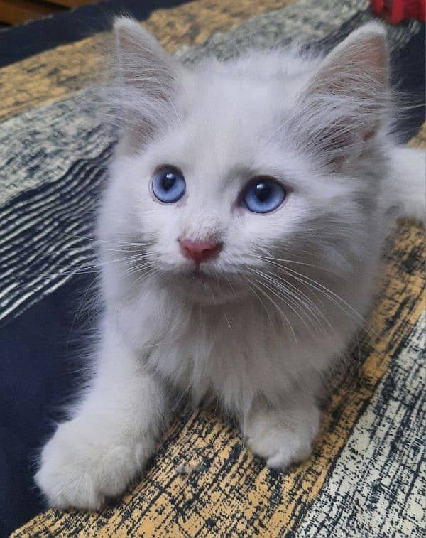 3.5 Month Old Blue Eyed Persian Kitten for Sale 1