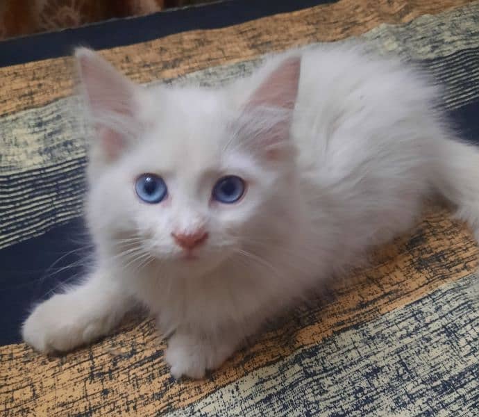 3.5 Month Old Blue Eyed Persian Kitten for Sale 2