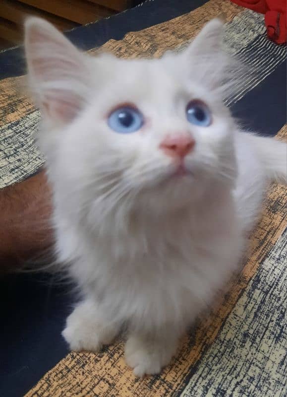 3.5 Month Old Blue Eyed Persian Kitten for Sale 3