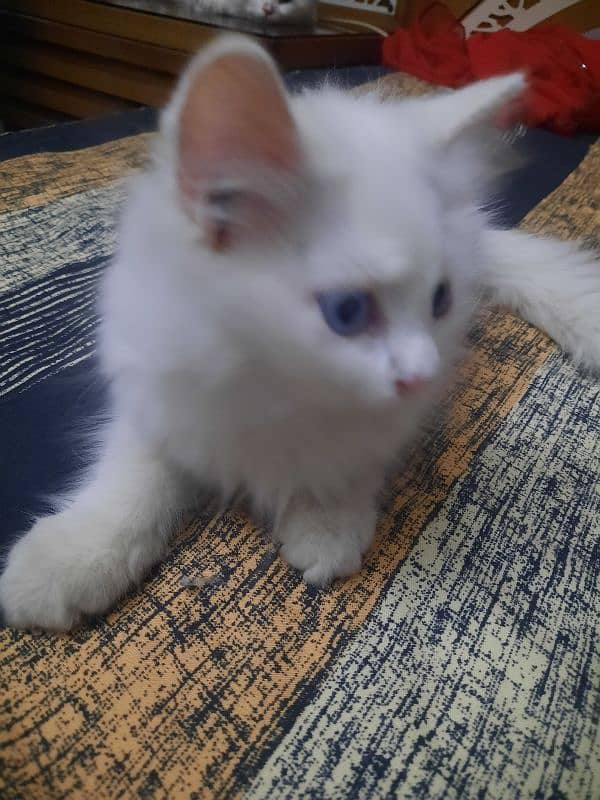 3.5 Month Old Blue Eyed Persian Kitten for Sale 4