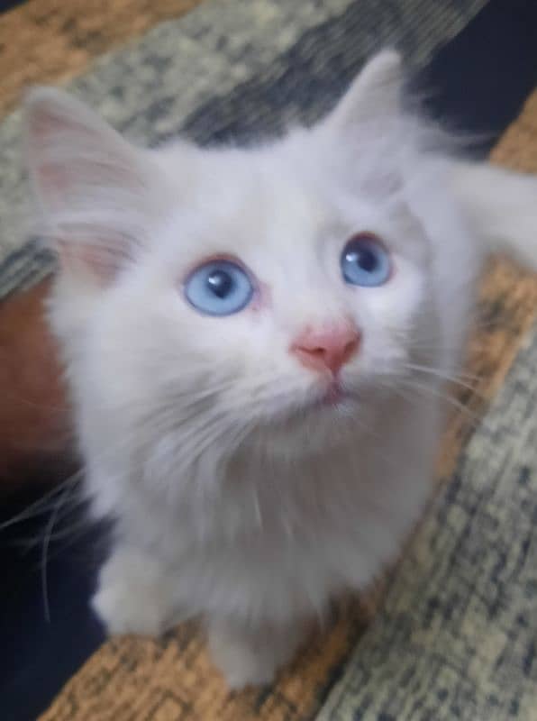 3.5 Month Old Blue Eyed Persian Kitten for Sale 5