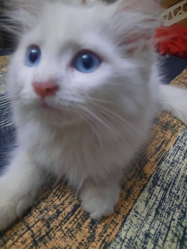 3.5 Month Old Blue Eyed Persian Kitten for Sale 6