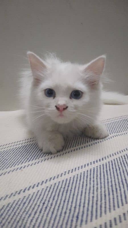 3.5 Month Old Blue Eyed Persian Kitten for Sale 7