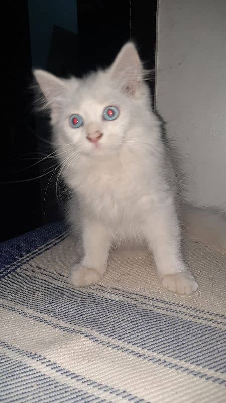 3.5 Month Old Blue Eyed Persian Kitten for Sale 8