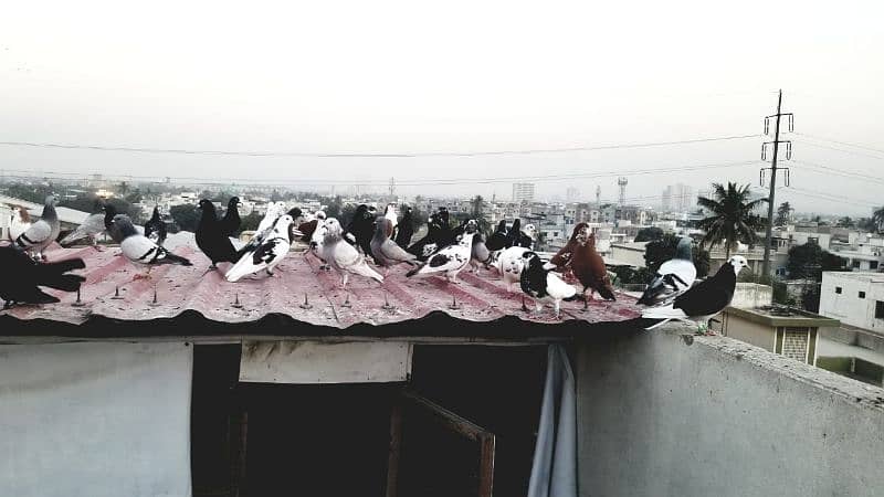 mix pigeon for sale healthy and active 0