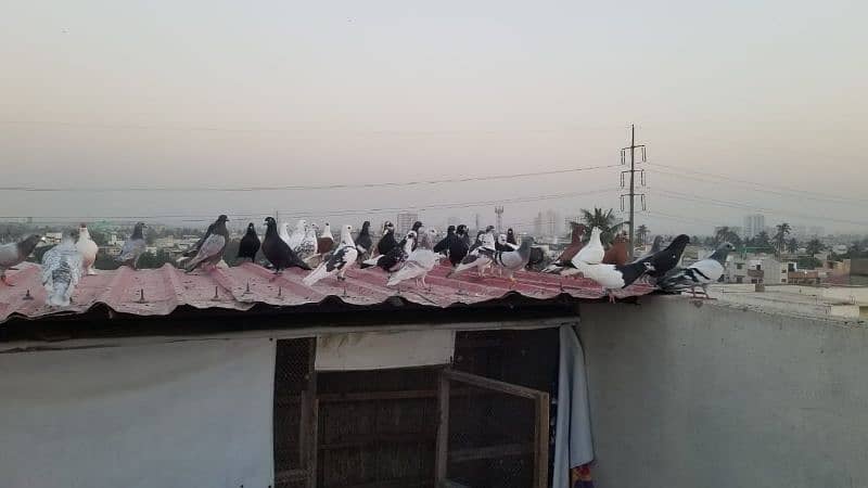 mix pigeon for sale healthy and active 1