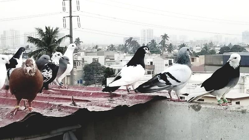 mix pigeon for sale healthy and active 2