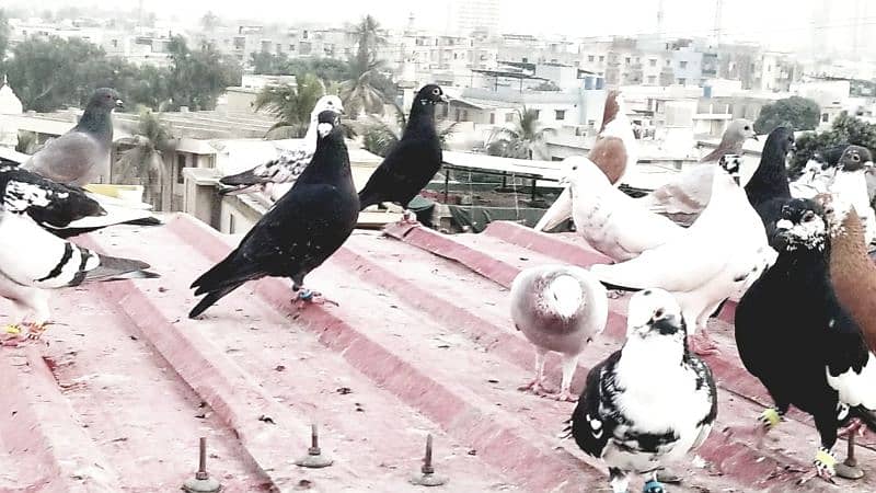 mix pigeon for sale healthy and active 6