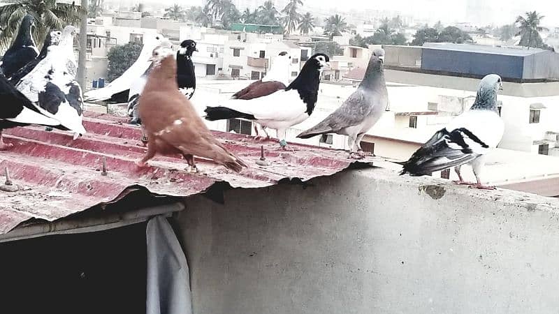 mix pigeon for sale healthy and active 8