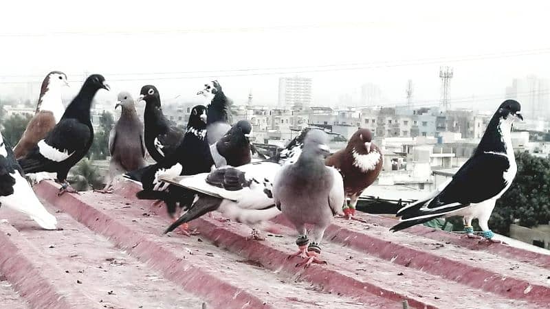 mix pigeon for sale healthy and active 9