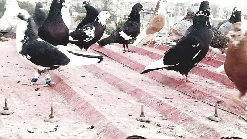 mix pigeon for sale healthy and active 10