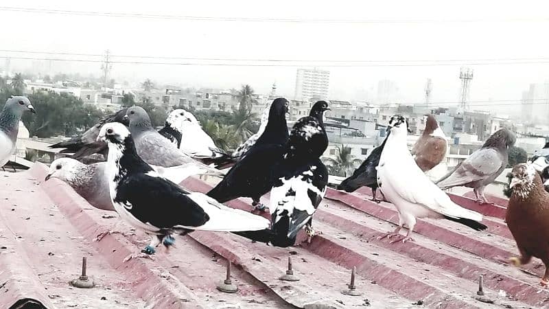 mix pigeon for sale healthy and active 11