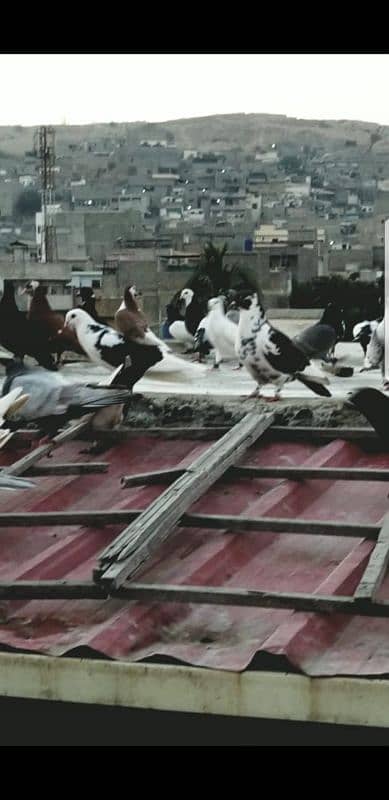 mix pigeon for sale healthy and active 12