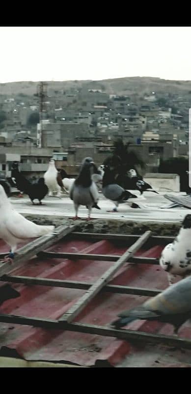 mix pigeon for sale healthy and active 13