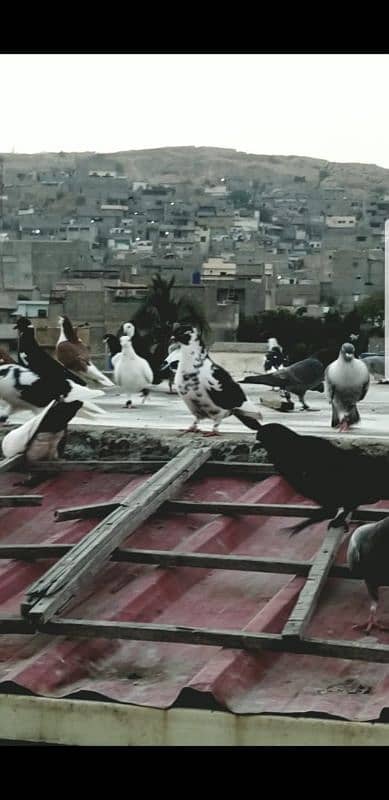 mix pigeon for sale healthy and active 14