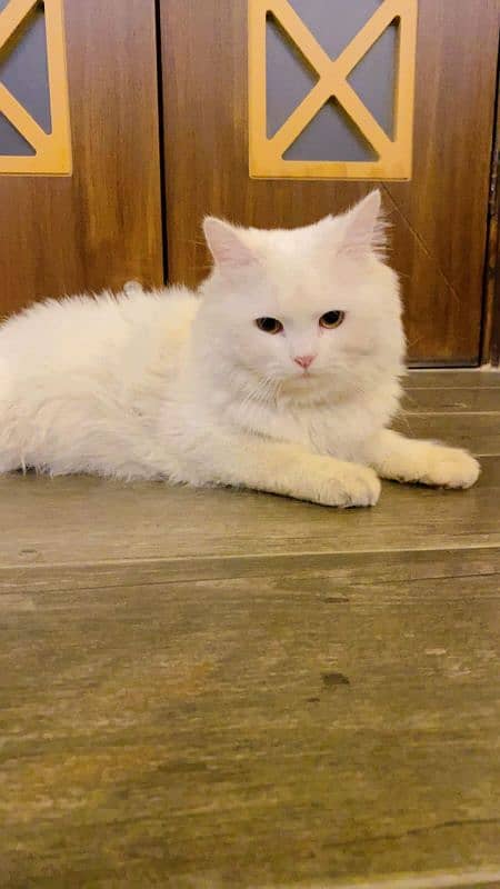 8 months old triple coat persian cat 1