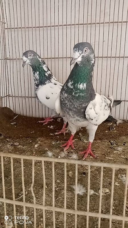 teddy breeder pair 10 no 8