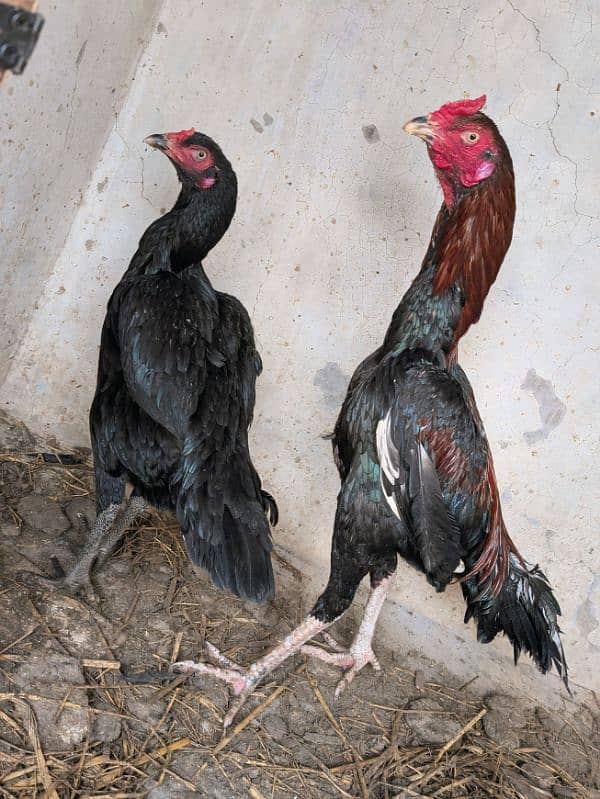 Mianwali Aseel pair 1